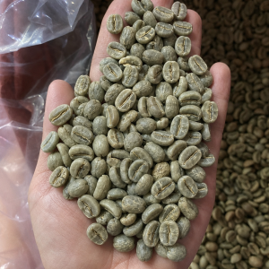 Premium Cau Dat Arabica Green Coffee Beans