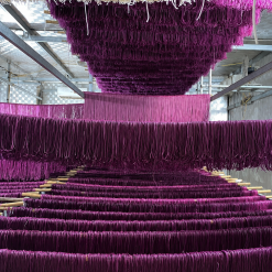 Purple Rice